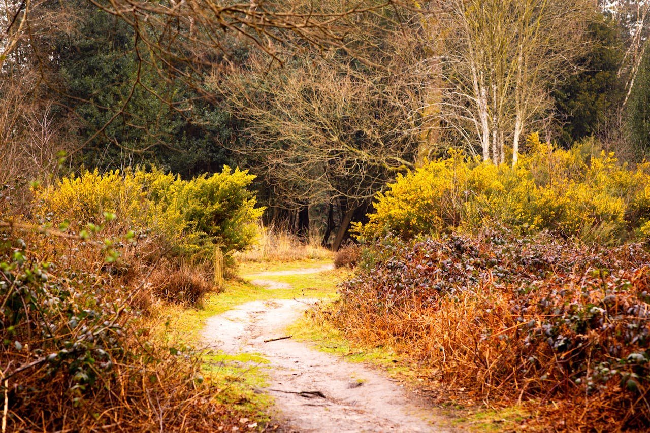 pexels photo 31435101.jpeg