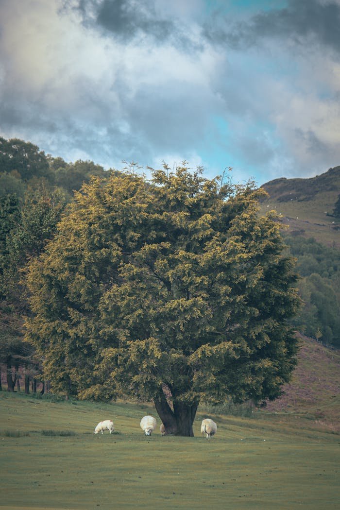 Tranquil rural landscape in Wales with sheep grazing under a tree.
