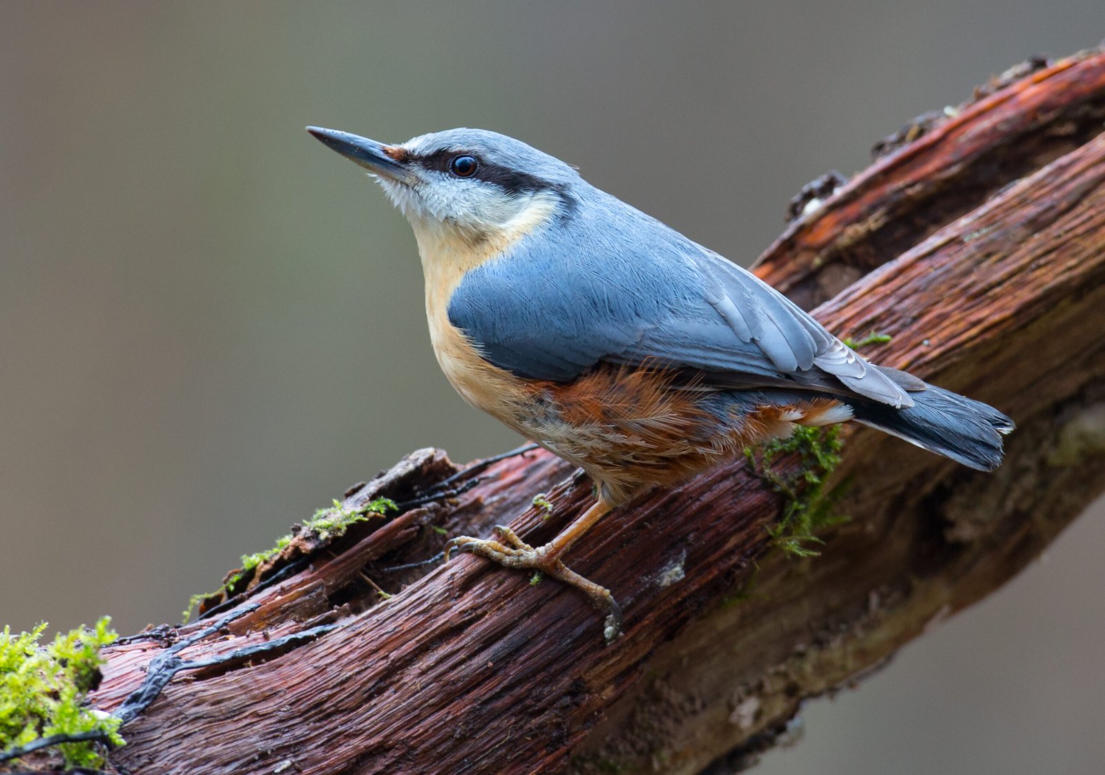 nuthatch jon hawkins